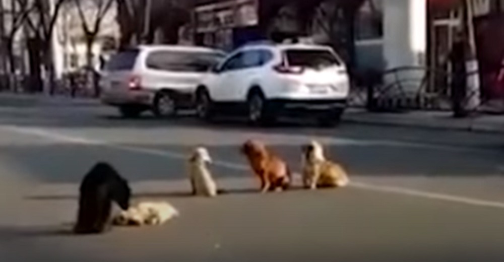 Graban a 4 perros callejeros bloqueando una calle cuando agachan sus cabezas al pie de su amigo