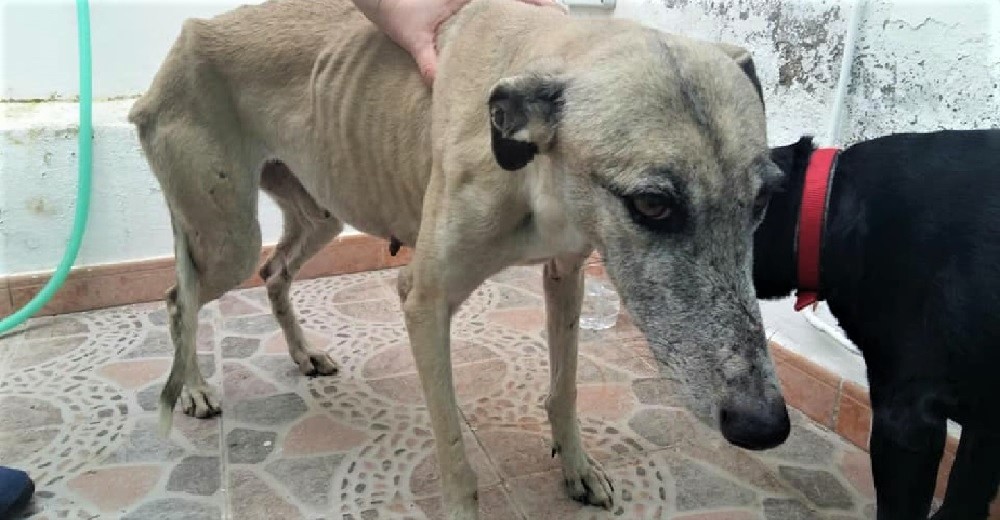 Sale a la luz la cruda realidad que enfrentan miles de galgos al acabarse la temporada de caza Sale a la luz la cruda realidad que enfrentan miles de galgos al acabarse la temporada de caza
