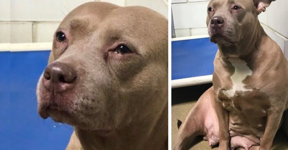 Perrita pitbull en estado de lactancia llora desconsolada tras ser separada de sus cachorros