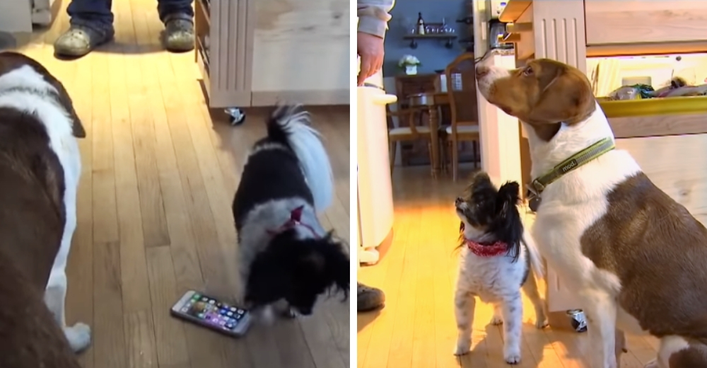 Dos traviesos perritos llaman 16 veces en 30 minutos al 911 porque querían un poco de atención Dos traviesos perritos llaman 16 veces en 30 minutos al 911 porque querían un poco de atención