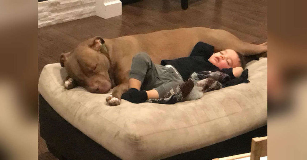 Un pequeño niño enfermo no quiere que nadie lo consuele, excepto su pitbull rescatado