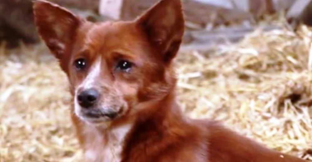 Un perrito rompe a llorar porque sus dueños se ven obligados a vender la vaca que lo crió Un perrito rompe a llorar porque sus dueños se ven obligados a vender la vaca que lo crió