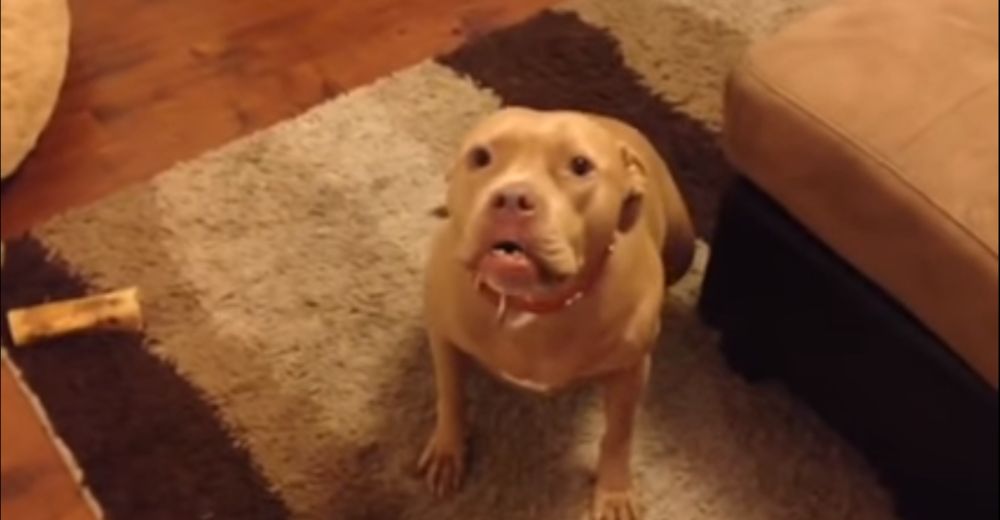 Le reclama a su dueño por llegar tarde a casa y todo queda grabado en un tierno vídeo Le reclama a su dueño por llegar tarde a casa y todo queda grabado en un tierno vídeo