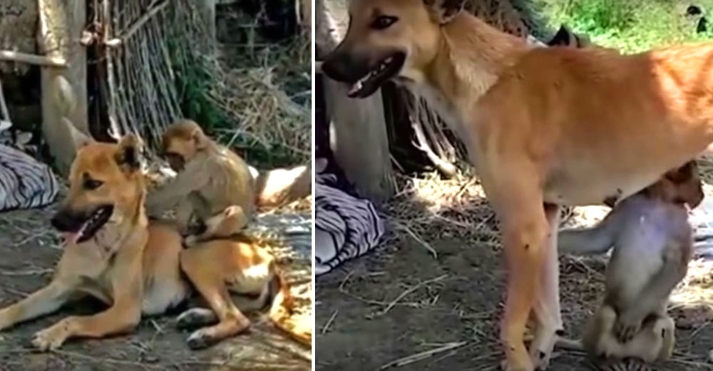 Un mono perdió a su mamá pero esta perrita lo adoptó–Lo pasea, lo amamanta y lo cuida como suyo
