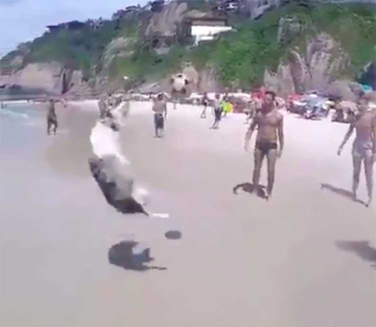 Scoth perro juega al fútbol en Brasil