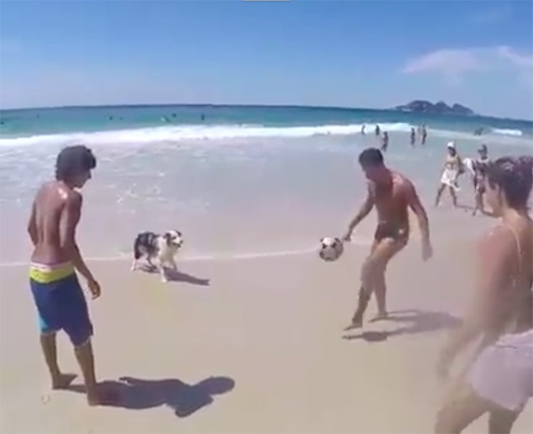 Scoth perro juega al fútbol en Brasil