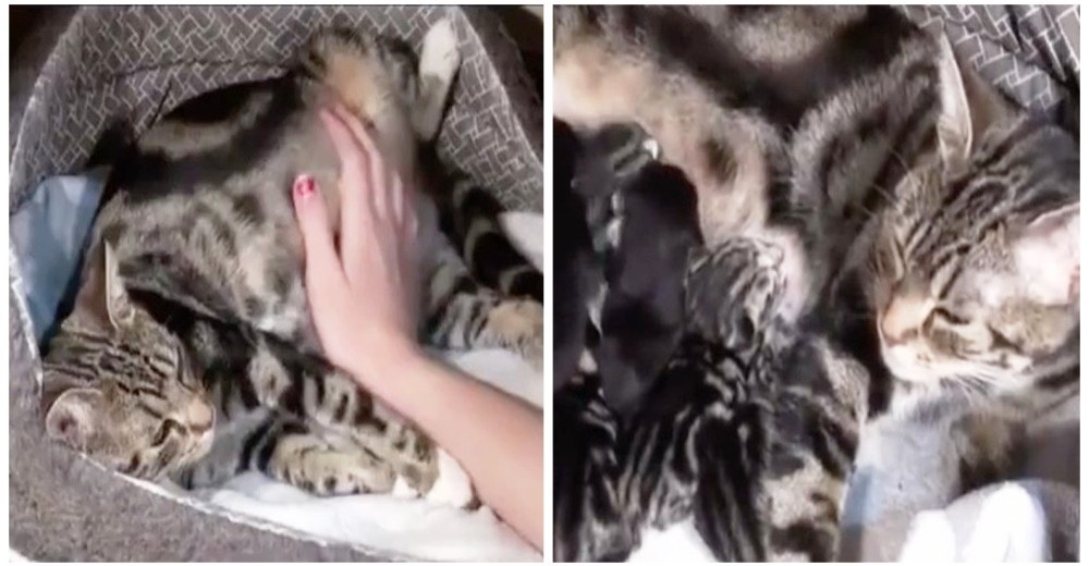 Angustiada gatita embarazada acude a su dueña en busca de una caricia antes de dar a luz Angustiada gatita embarazada acude a su dueña en busca de una caricia antes de dar a luz