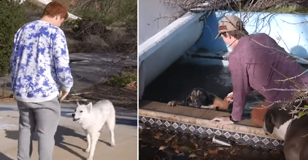 Perros callejeros corren hacia unos adolescentes para pedirles que salven a su amigo