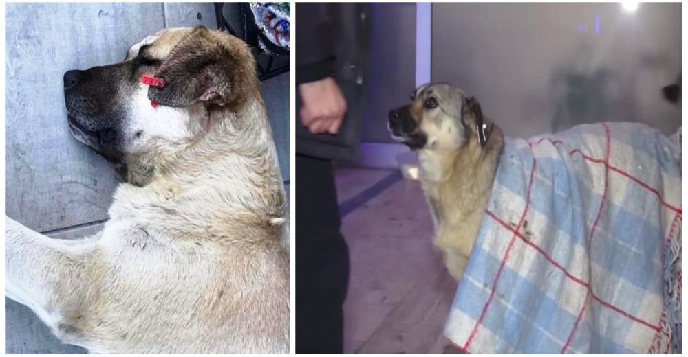 Vacunados, alimentados y acariciados– Los perros callejeros viven felices gracias al país entero Vacunados, alimentados y acariciados– Los perros callejeros viven felices gracias al país entero