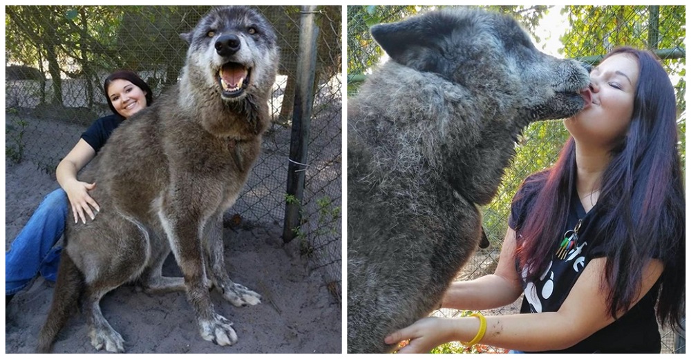 Joven salva la vida a un perro lobo y él le ofrece su amistad por años para devolverle el favor