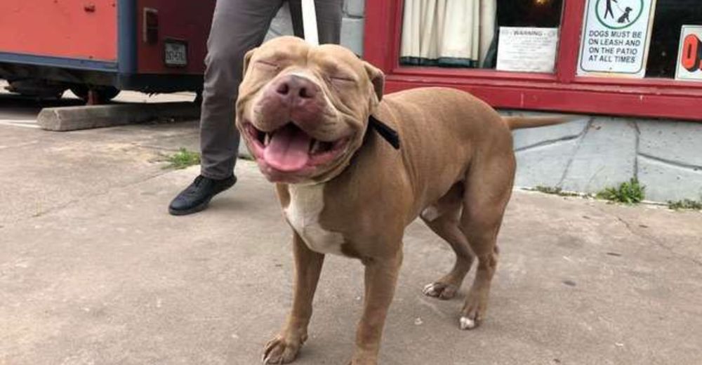 Un sonriente pitbull se pierde de su familia y se cuela en una sesión de fotos para perros Un sonriente pitbull se pierde de su familia y se cuela en una sesión de fotos para perros