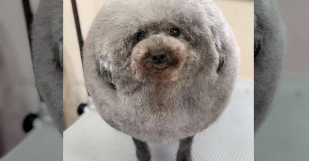 Un perrito caniche va a un nuevo peluquero y regresa como una nube esponjosa Un perrito caniche va a un nuevo peluquero y regresa como una nube esponjosa