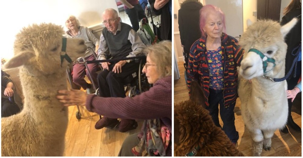 La eficaz terapia que reciben ancianos con demencia gracias a estas increíbles alpacas La eficaz terapia que reciben ancianos con demencia gracias a estas increíbles alpacas