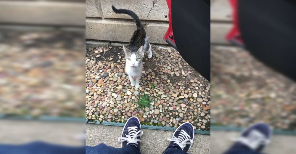 Una familia tira a la calle a su gatita embarazada porque adoptaron a dos perros