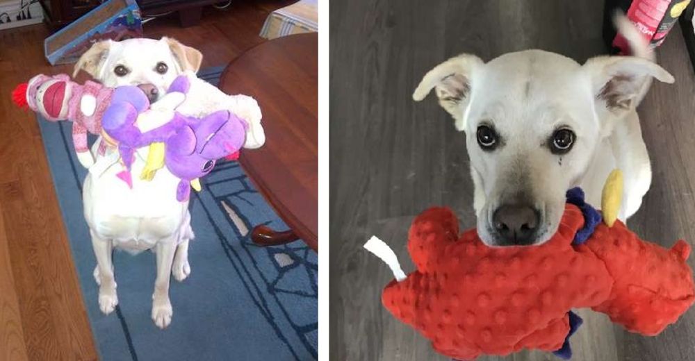 Esta amigable perrita les trae lo que más ama a todos los invitados que van de visita a su casa Esta amigable perrita les trae lo que más ama a todos los invitados que van de visita a su casa