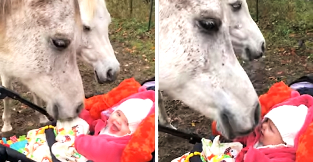 Graban la reacción de un caballo tras acercarse al rostro de una bebé Graban la reacción de un caballo tras acercarse al rostro de una bebé