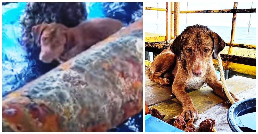 Trabajador que vio unas patitas sobresaliendo en plena altamar, no puede dejarlo marchar Trabajador que vio unas patitas sobresaliendo en plena altamar, no puede dejarlo marchar