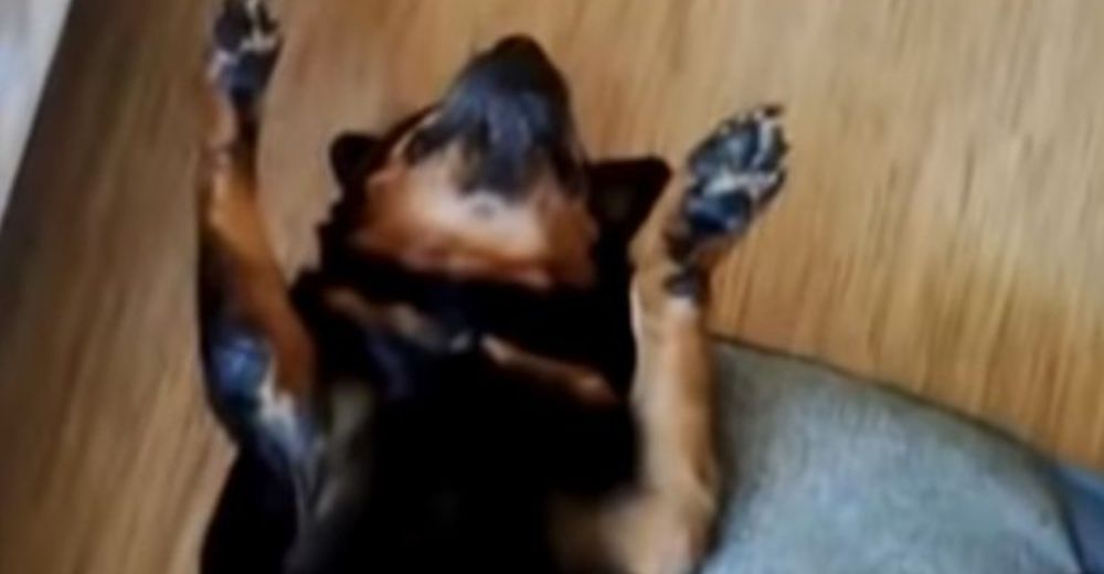 Un gracioso rottweiler finge haber perdido la vida cuando llega la hora de tomar su medicina Un gracioso rottweiler finge haber perdido la vida cuando llega la hora de tomar su medicina
