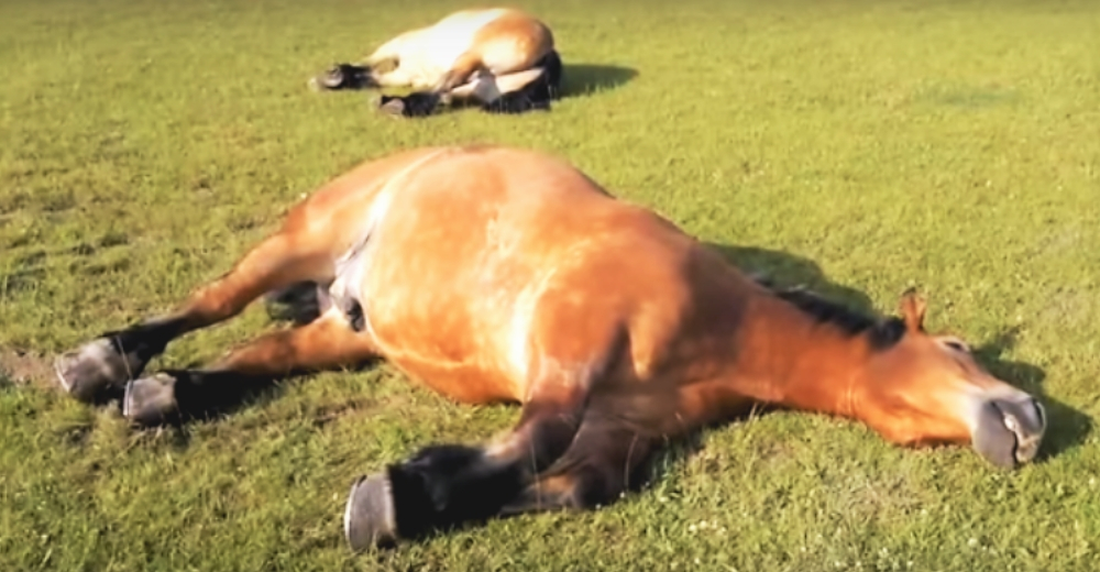 Campesino halla a sus caballos inmóviles – Se acerca y muere de risa, no pudo dejar de grabarlos Campesino halla a sus caballos inmóviles – Se acerca y muere de risa, no pudo dejar de grabarlos
