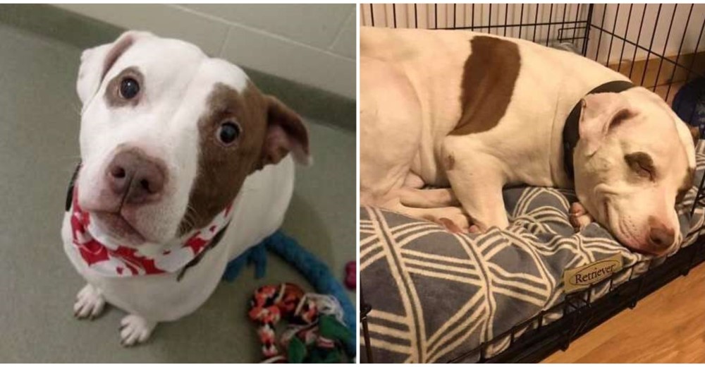 El último perrito que quedaba en el refugio consigue un hogar y finalmente vuelve a sonreír El último perrito que quedaba en el refugio consigue un hogar y finalmente vuelve a sonreír