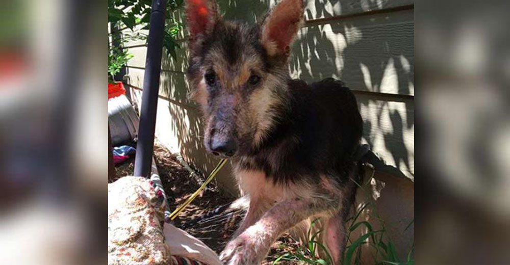 Su condición era tan lamentable que no parecía un perro real cuando lo rescataron