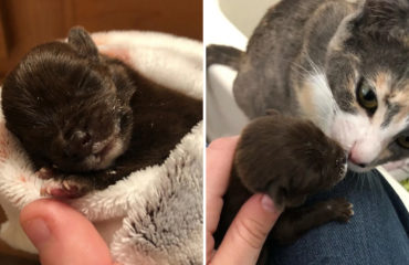 Charlie perrito huerfano