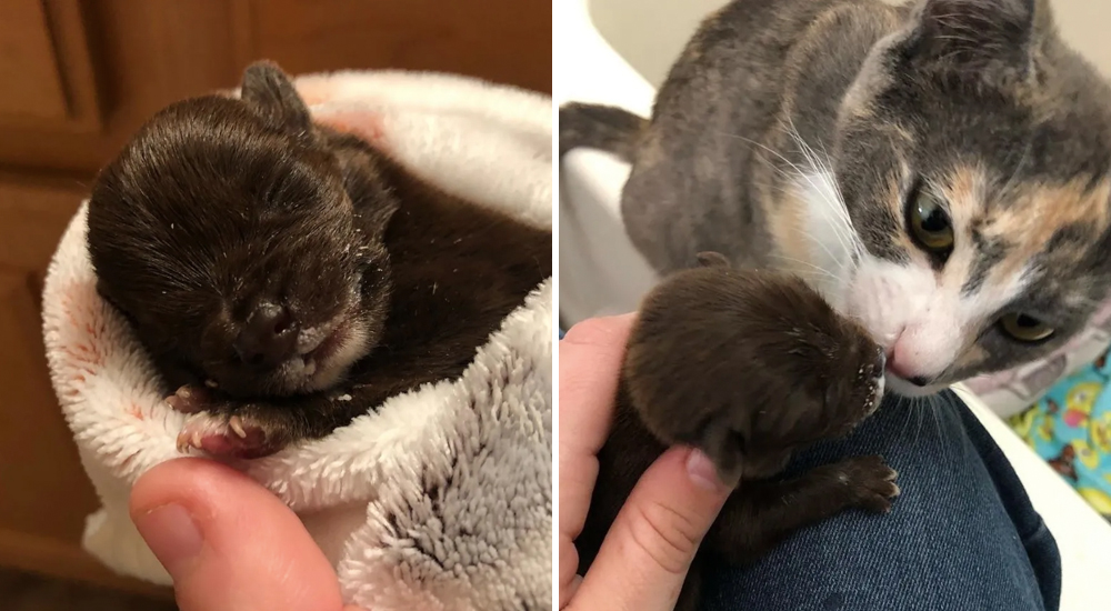 Gata rescatada acoge a un cachorro enfermo y huérfano y lo cría como si fuera uno de sus gatitos Gata rescatada acoge a un cachorro enfermo y huérfano y lo cría como si fuera uno de sus gatitos