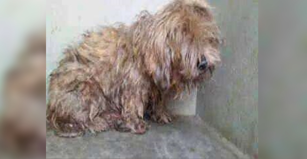 Una perrita anciana y ciega no podía dejar de tiritar cuando llegó a un refugio Una perrita anciana y ciega no podía dejar de tiritar cuando llegó a un refugio