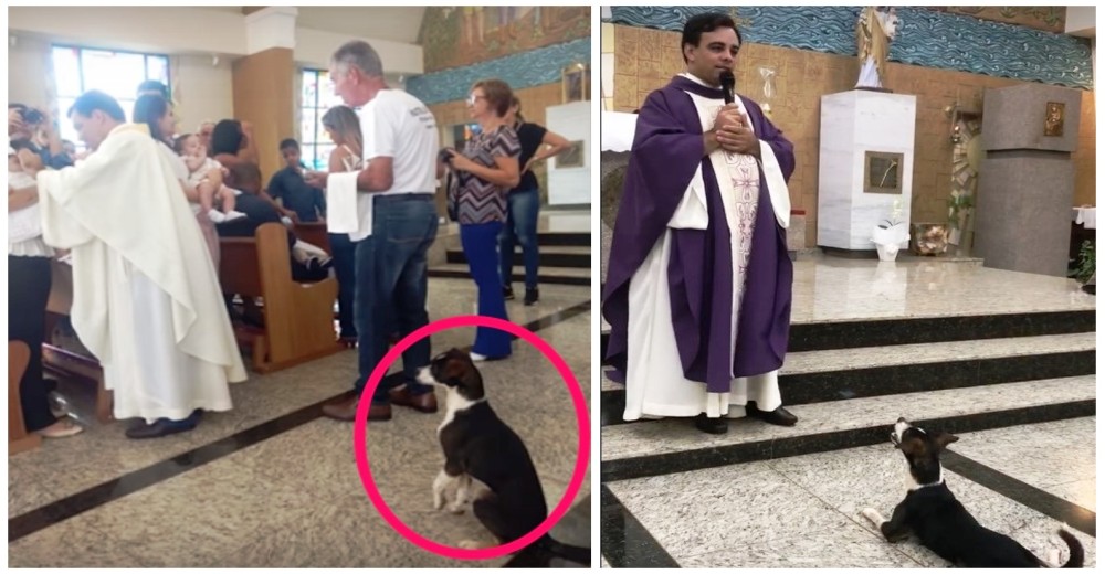 Un perrito asiste a misa todos los días–Llega la hora del sermón y conmueve a todos con su gesto Un perrito asiste a misa todos los días–Llega la hora del sermón y conmueve a todos con su gesto