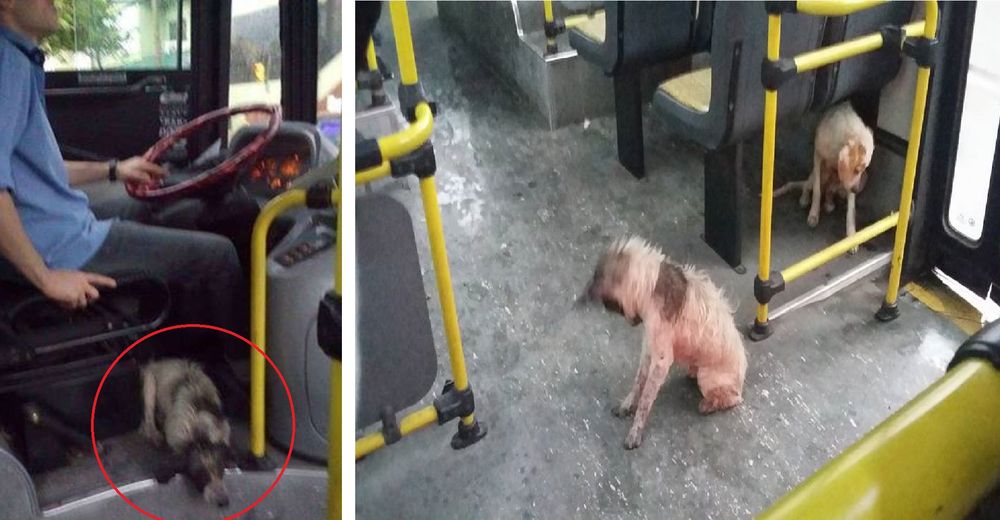 Este conductor de autobús se detuvo para dejar entrar a dos perritos sin hogar durante a lluvia Este conductor de autobús se detuvo para dejar entrar a dos perritos sin hogar durante a lluvia