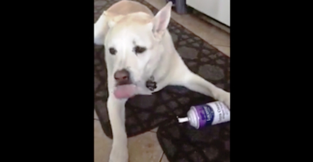 Una mamá escucha a alguien abriendo una lata de crema batida en la cocina y descubre al culpable Una mamá escucha a alguien abriendo una lata de crema batida en la cocina y descubre al culpable