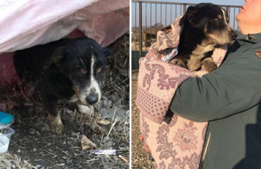 Dik perro regresa de la muerte