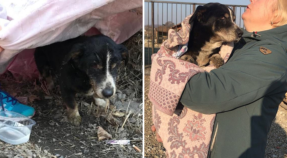 Un perro enterrado sale de su tumba y deambula por la carretera en busca de ayuda Un perro enterrado sale de su tumba y deambula por la carretera en busca de ayuda