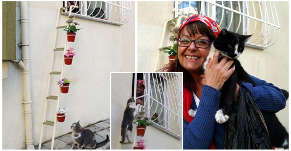 Ve que los gatos se lo pasan mal en el invierno y tiene la mejor idea para protegerlos del frío Ve que los gatos se lo pasan mal en el invierno y tiene la mejor idea para protegerlos del frío