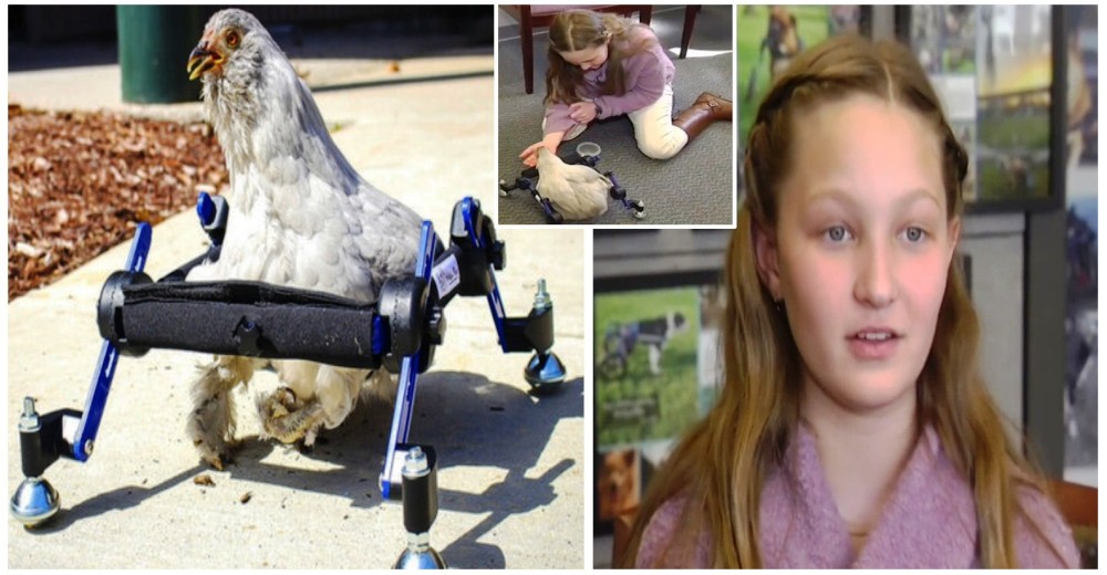 Niña calla muchas bocas después de que se rieron de su gallina paralítica en un programa de TV Niña calla muchas bocas después de que se rieron de su gallina paralítica en un programa de TV