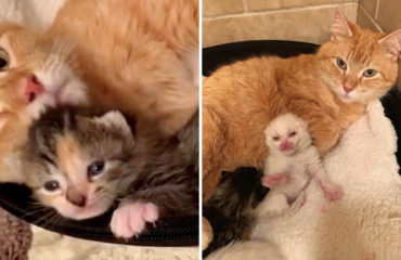 Gata rescatada Carolina del Norte