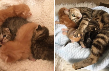 Gata se reúne con sus gatitos