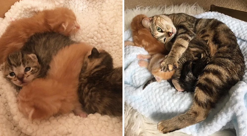 Rescatan a 4 gatitos recién nacidos, cuando nadie lo esperaba su mamá regresó para recuperarlos Rescatan a 4 gatitos recién nacidos, cuando nadie lo esperaba su mamá regresó para recuperarlos