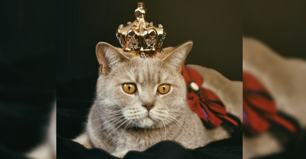 Una investigación demuestra que los gatos sí pueden entender su nombre, pero deciden ignorarnos Una investigación demuestra que los gatos sí pueden entender su nombre, pero deciden ignorarnos