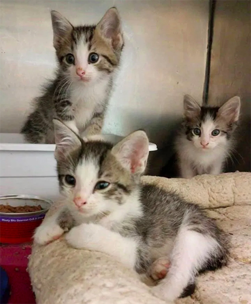 Gatitos Abandonados Mississippi