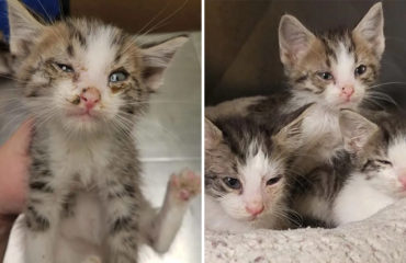 Gatitos Abandonados Mississippi