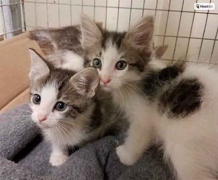 Gatitos Abandonados Mississippi