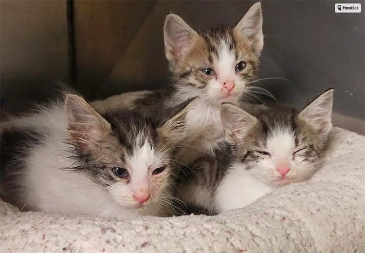 Gatitos Abandonados Mississippi