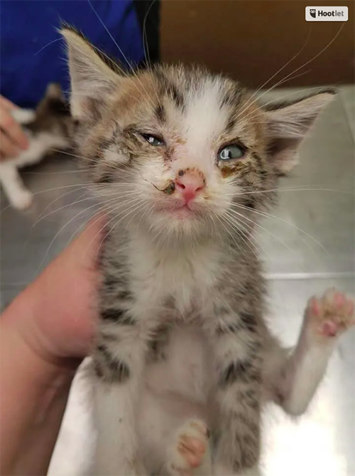 Gatitos Abandonados Mississippi