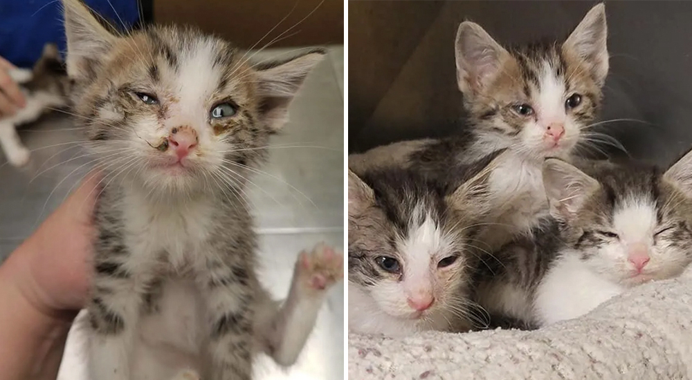Amarrados en una bolsa de plástico, estos gatitos abandonados fueron rescatados justo a tiempo