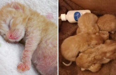 Gatitos huerfanos Texas