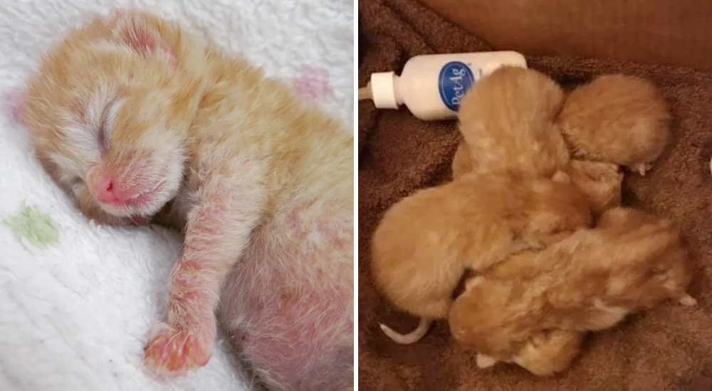 Hallan 5 gatitos huérfanos acurrucados en un garage, mantenerlos con vida se vuelve un reto Hallan 5 gatitos huérfanos acurrucados en un garage, mantenerlos con vida se vuelve un reto