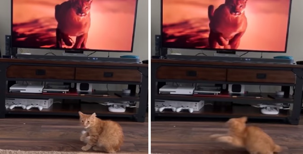 Un gatito entra en pánico al ver un gigante puma de la televisión que parece dirigirse hacia él Un gatito entra en pánico al ver un gigante puma de la televisión que parece dirigirse hacia él