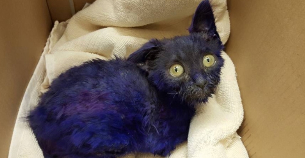 El emotivo rescate de un gatito pintado de azul que era usado como el juguete de un perro
