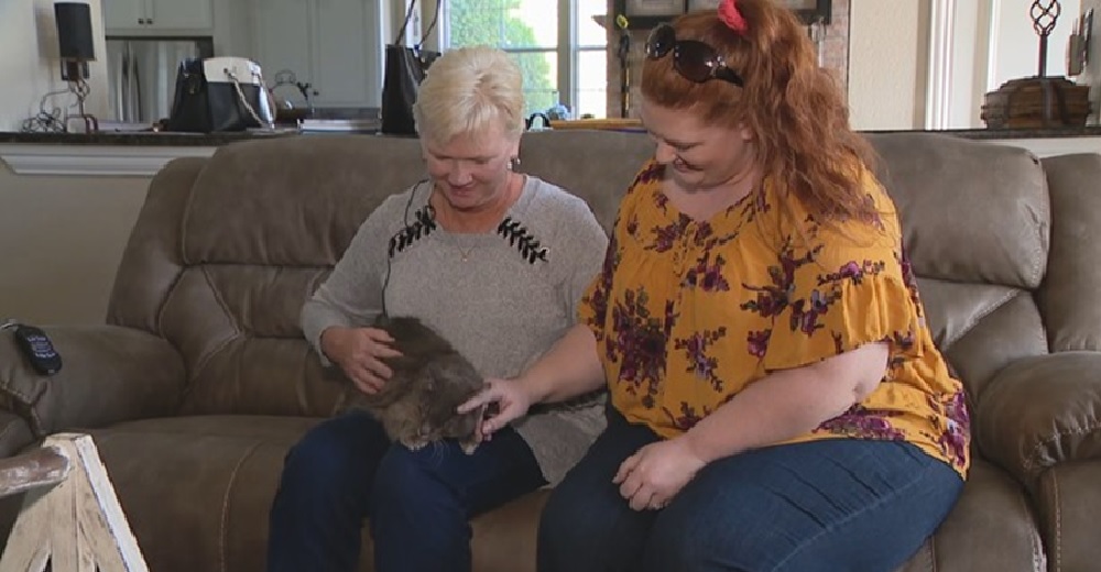 Una gatita se reencuentra con su familia tras haber estado perdida durante más de 10 años Una gatita se reencuentra con su familia tras haber estado perdida durante más de 10 años